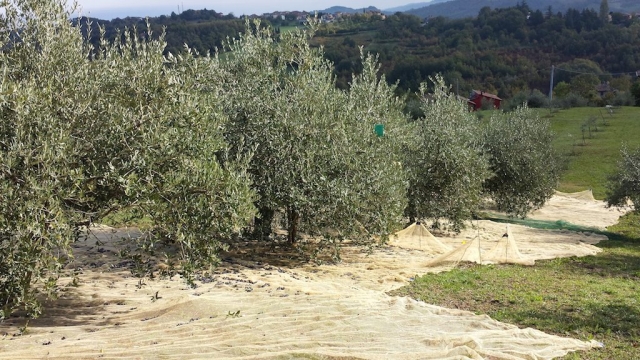 Gli Olivi di Gianpa