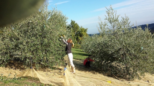 Gli Olivi di Gianpa