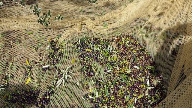 Le Olive di Gianpa