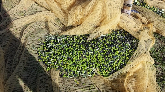 Le Olive di Gianpa