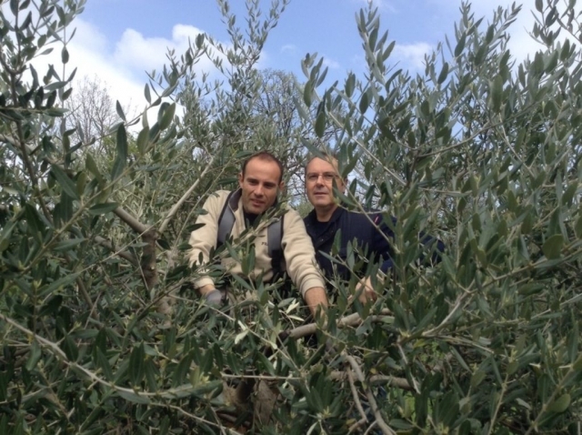 Tra gli Olivi