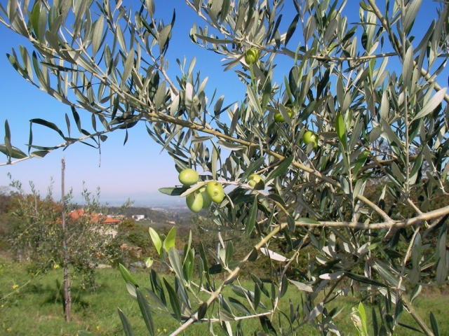 Gli Olivi di Gianpa