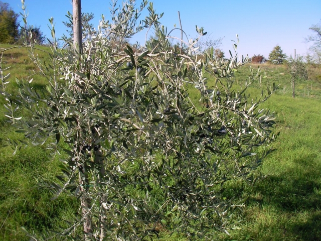 Gli Olivi di Gianpa