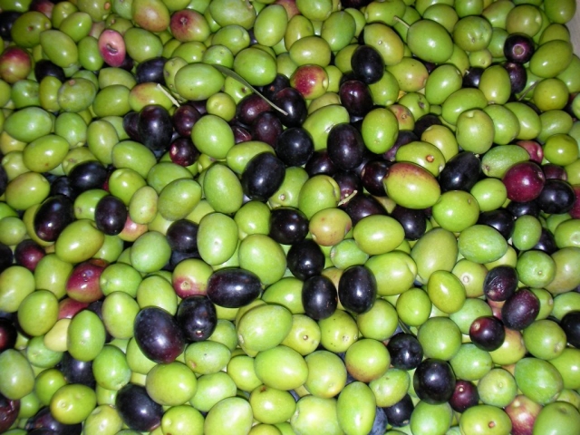 Le Olive di Gianpa