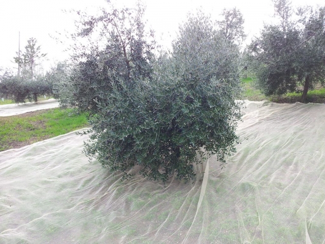 Reti stese per raccolta